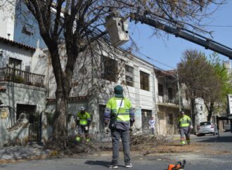 El municipio realiza un mega operativo de poda de seguridad