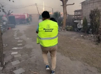 Rescataron 15 animales entre perros y gatos de los incendios