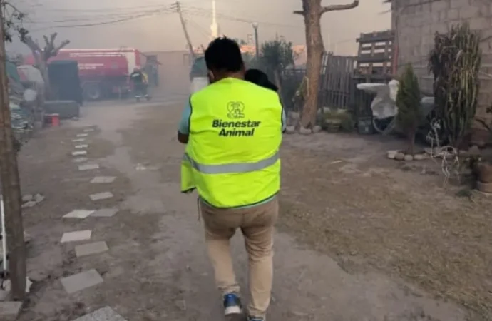 Rescataron 15 animales entre perros y gatos de los incendios
