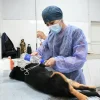 Este viernes 5 habrá un operativo especial de castración en zona sudeste