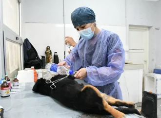 Este viernes 5 habrá un operativo especial de castración en zona sudeste